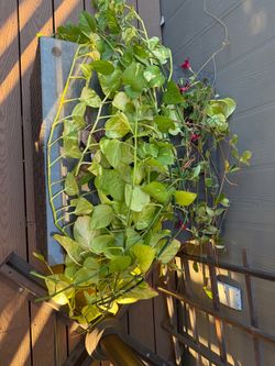 Plant clippings