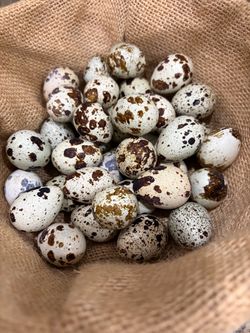 Fresh Eggs