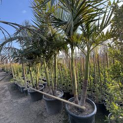 King Palm Tress