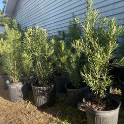 Podocarpus 3 gallon $9 delivery available 