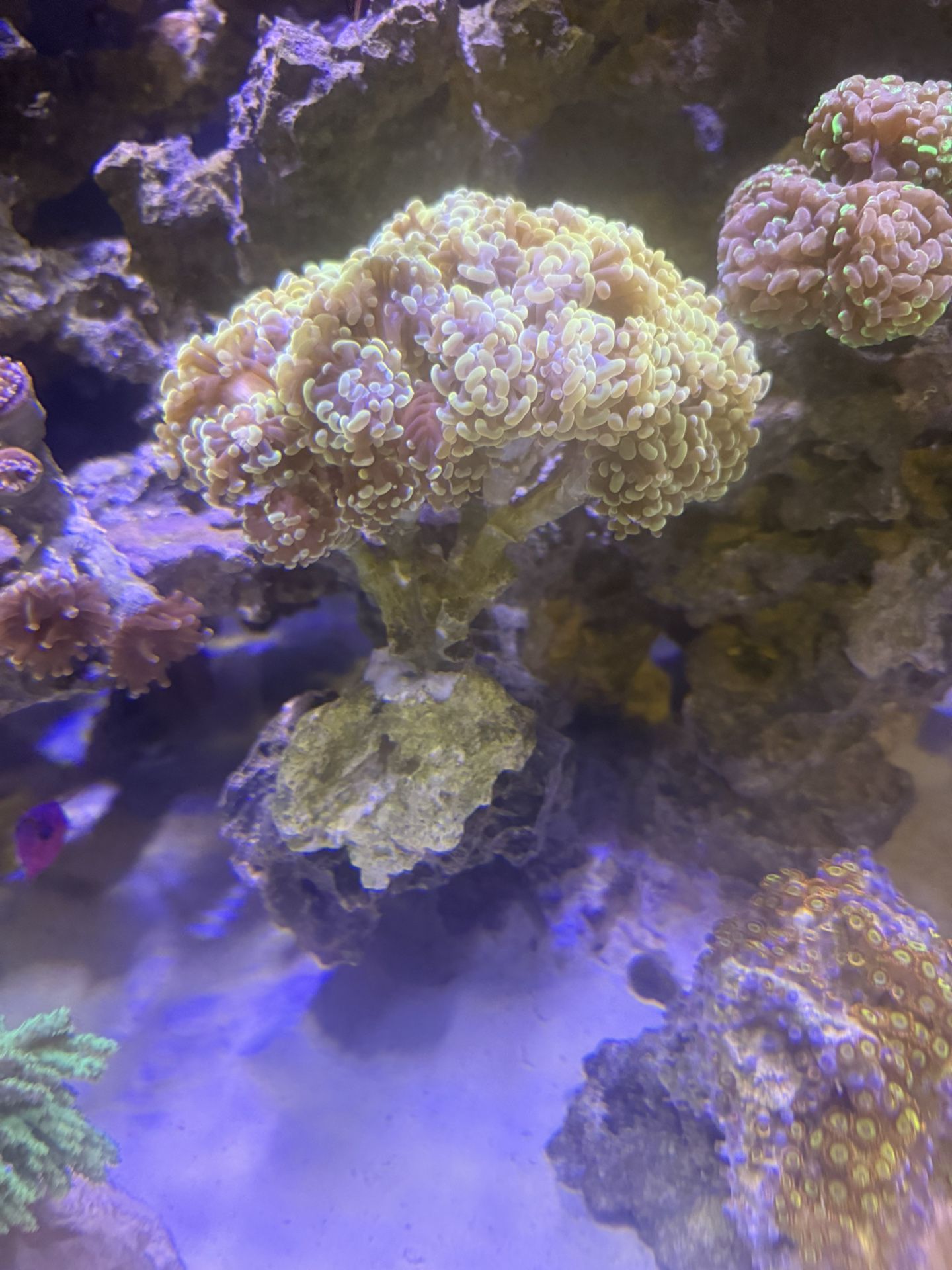 Reef Aquarium Decoration