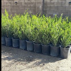 Healthy Boxwood Shrubs For Hedges & Landscaping