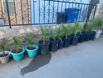 Palms For  Sale