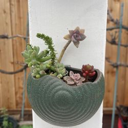 Mixed Succulents In Hanging Pot