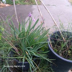 Purple Flower  plant