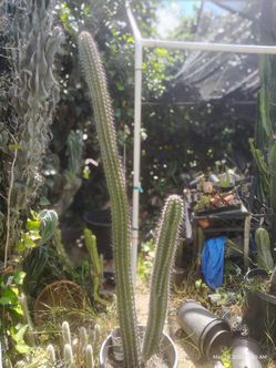 Double cactus plant