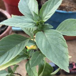 Cinnamon Basil Herb plant - 3.5 inch Pot