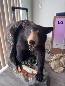 Taxidermy Black Bear