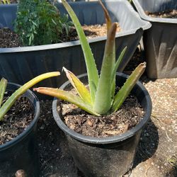 Aloe Vera 