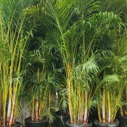 Gorgeous Arecas Palms For Inmediate Privacy!!! About 9 Feet Tall!! Fertilized 