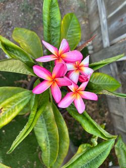 Mature Plumerias $20 each