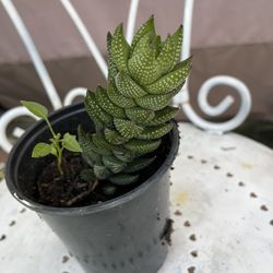 Suculenta