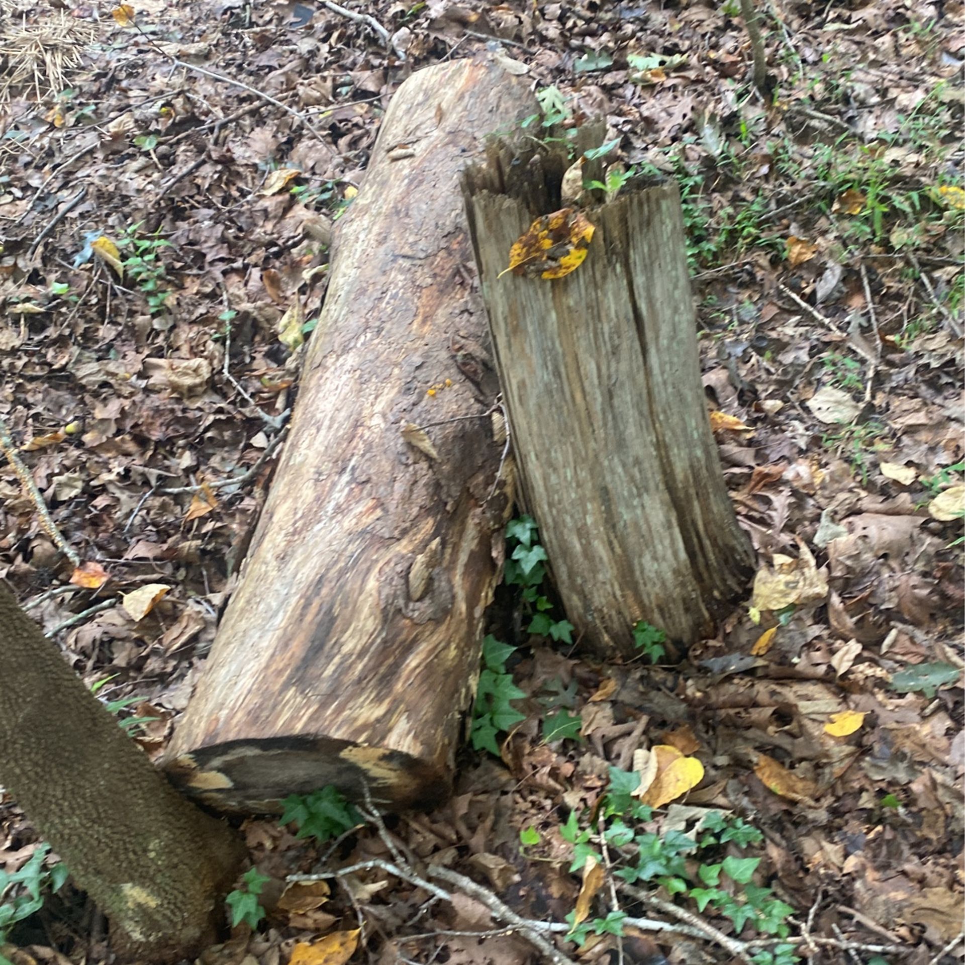 Free Woods
