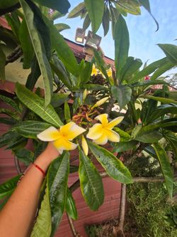 Mature Blooming Plumeria Tree + 2 Custom Wood Planters - $180