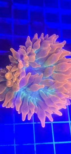 Ornamental Corals For Sale In Lake Worth Beach F.L. 
