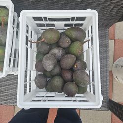 Hass Avocados 