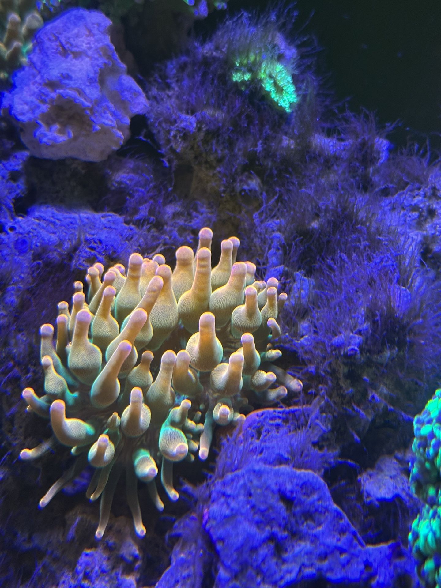 Anemone Toy
