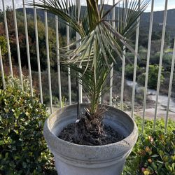 Plants With Pots