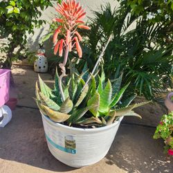 Big plant yard sale today Sunday !!! Different sizes fair prices!!!