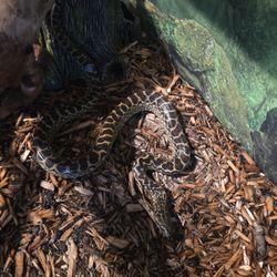Reptile Enclosure 