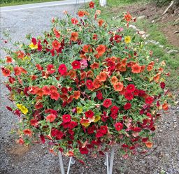 Colorful hanging basket