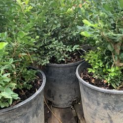 Green Velvet Boxwood Plants 