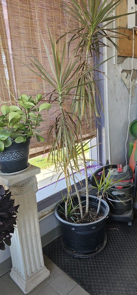 Plants
