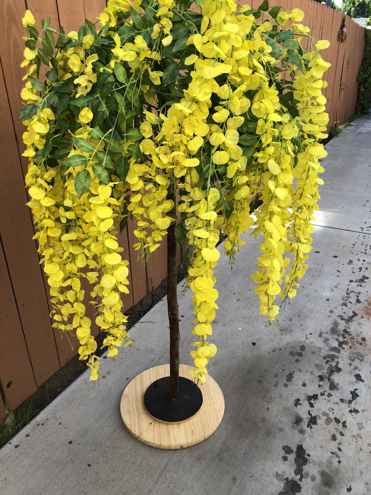 Yellow wisteria tree