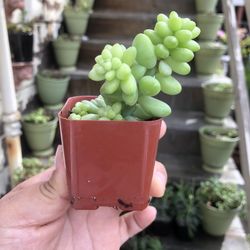 Donkey Tail Succulents