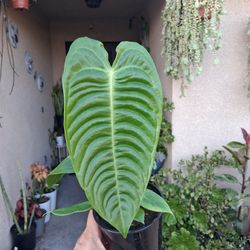 The KING Anthurium "Veitchii " Plant $40