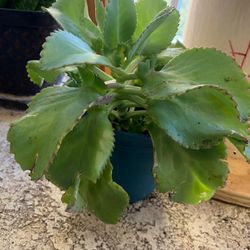 succulent plant