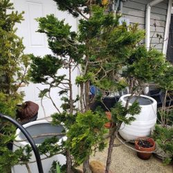 Beautiful Japanese Hinoki Bonsai 