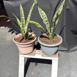 Snake Plants 