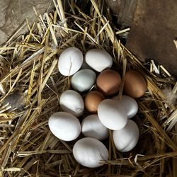 Eggs