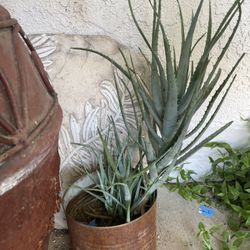 Aloe Plant For $5