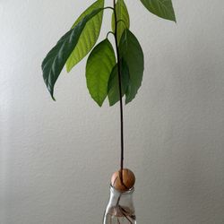 Avocado Tree Plant