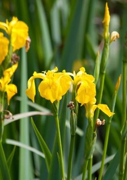 Iris Amarillo