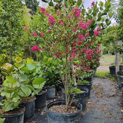 Pink Crape Myrtle Tree🩷🌳 25gl $200