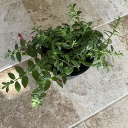 Indoor Goldfish Plant 