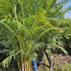 arecas podocarpus  over 8 feet tall Instant  privacy  Hedge for fence full green 