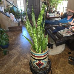 2ft 5in Tall Sansevieria Snake Plant In Cool 10in Ceramic Pot
