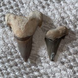 PRISTINE SHARK TOOTH PAIRs