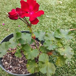 Geranium