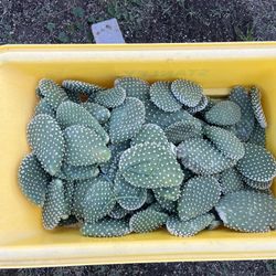 Yellow Spine Prickly Pear Cactus Paddles