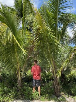 Coconut palms