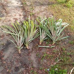 Red Pineapple Plant Suckers Approximately 60-65 Inches Each For Immediate Planting