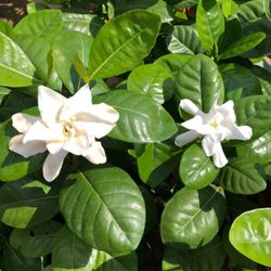 🤍Double Tahitian GARDENIA Taitensis Jasminoides Plant~Intensely Fragrant Flower~~Large Shiny Green Leaves with Unique Star Double Blooms
