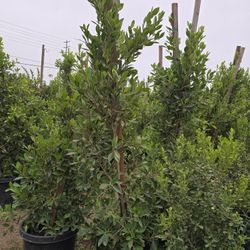 Indian Laurel 