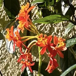 Orchid Plant,  E. radicans - Bundle of 3