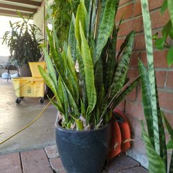 Snake Plant